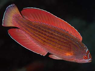 Paracheilinus Octaenia